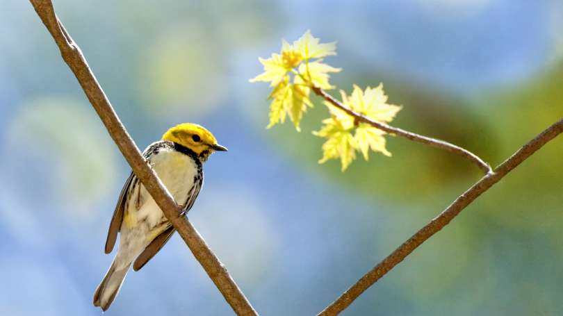 Native bird species in Asheville NC