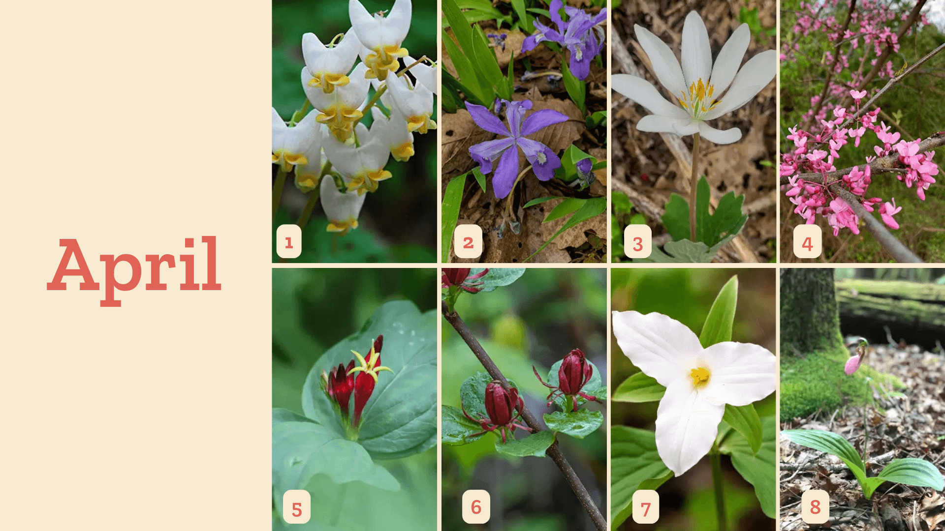 exploreasheville.com