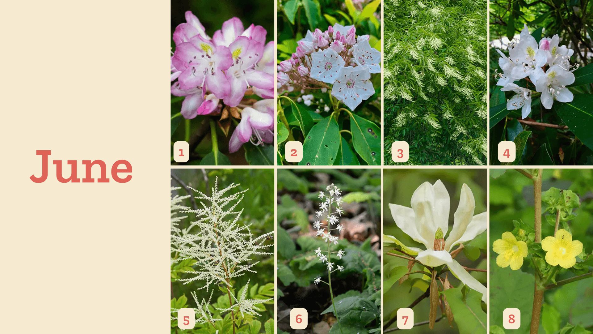 Asheville Wildflower Schedule - June