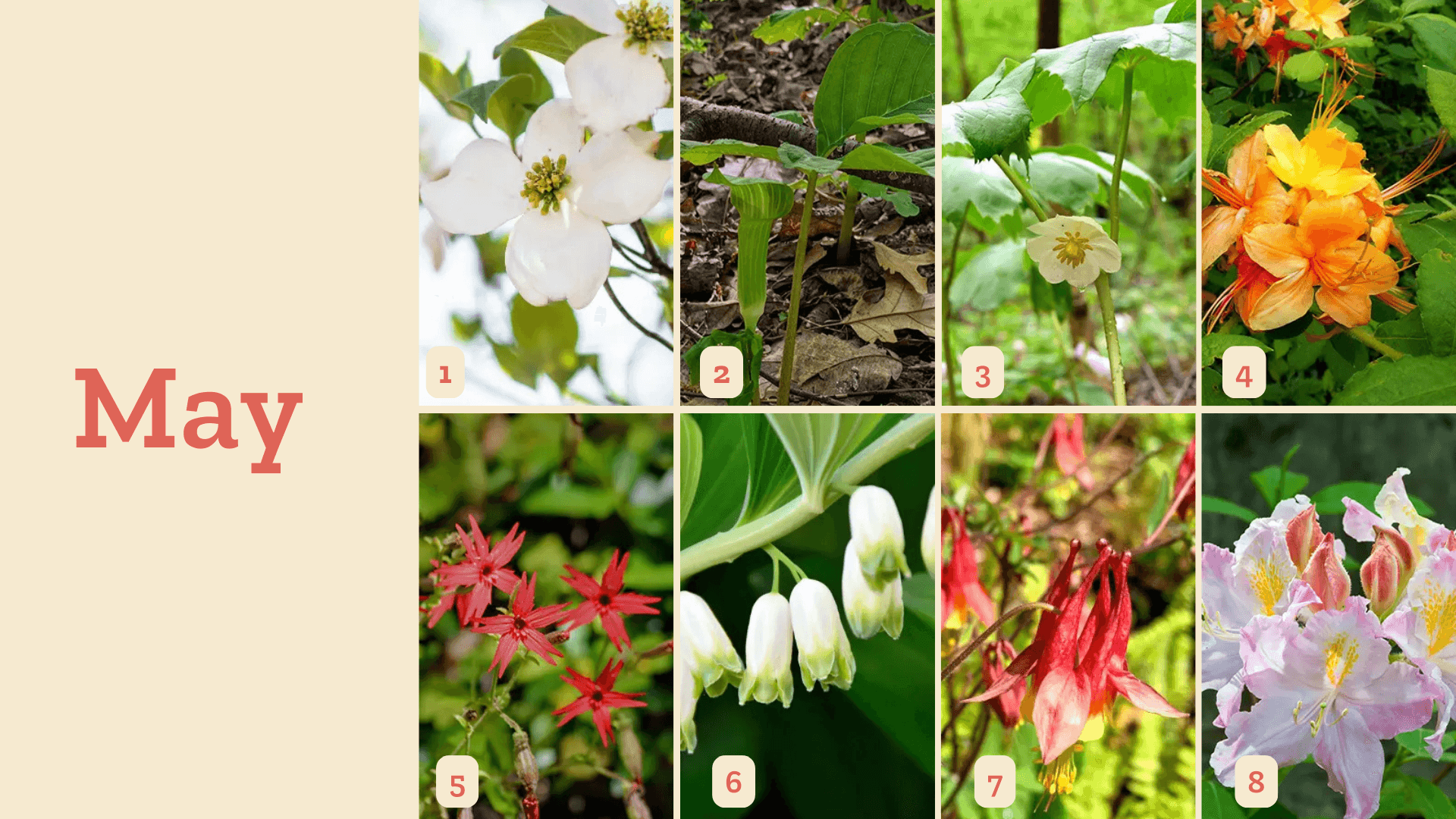 Asheville Wildflower Schedule - May