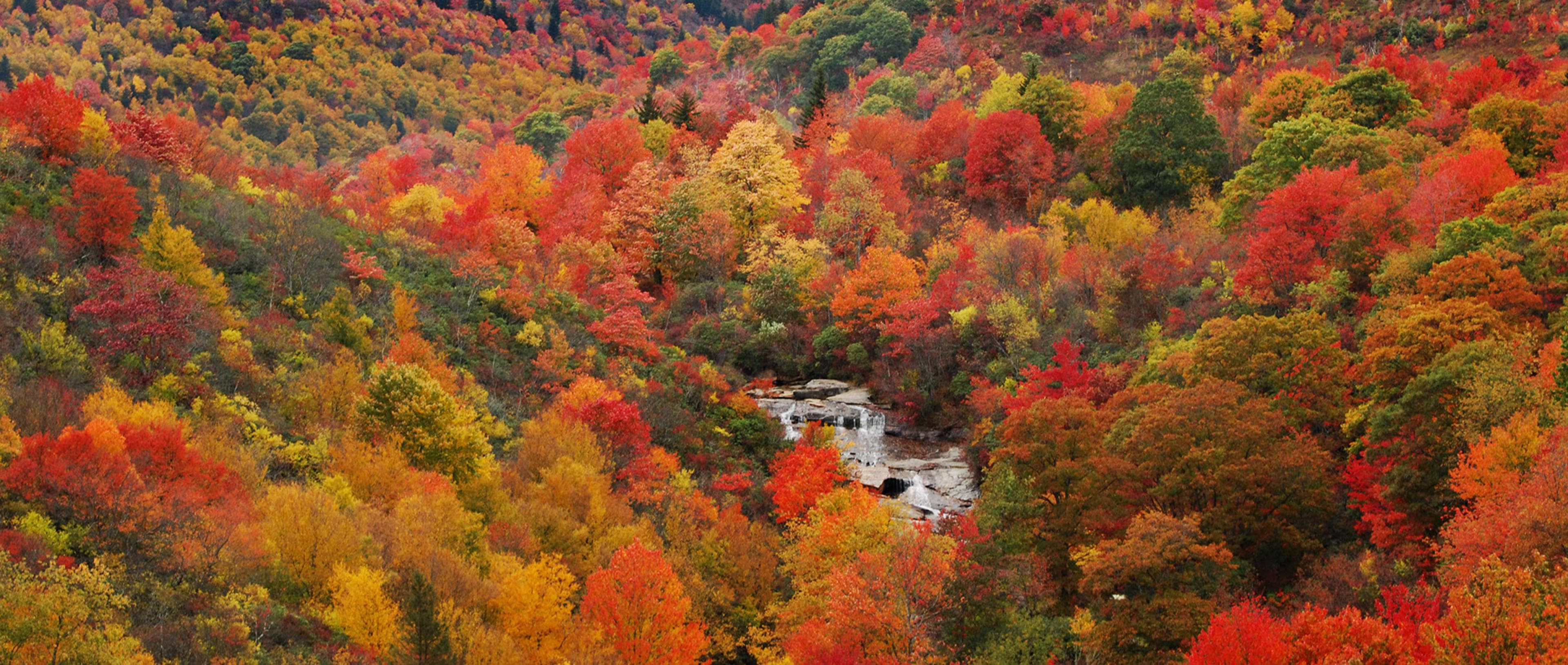 5 Things You Need to Know About Fall in Asheville A creek cascades over rocks amid a sea of trees with fall's oranges and reds in Asheville