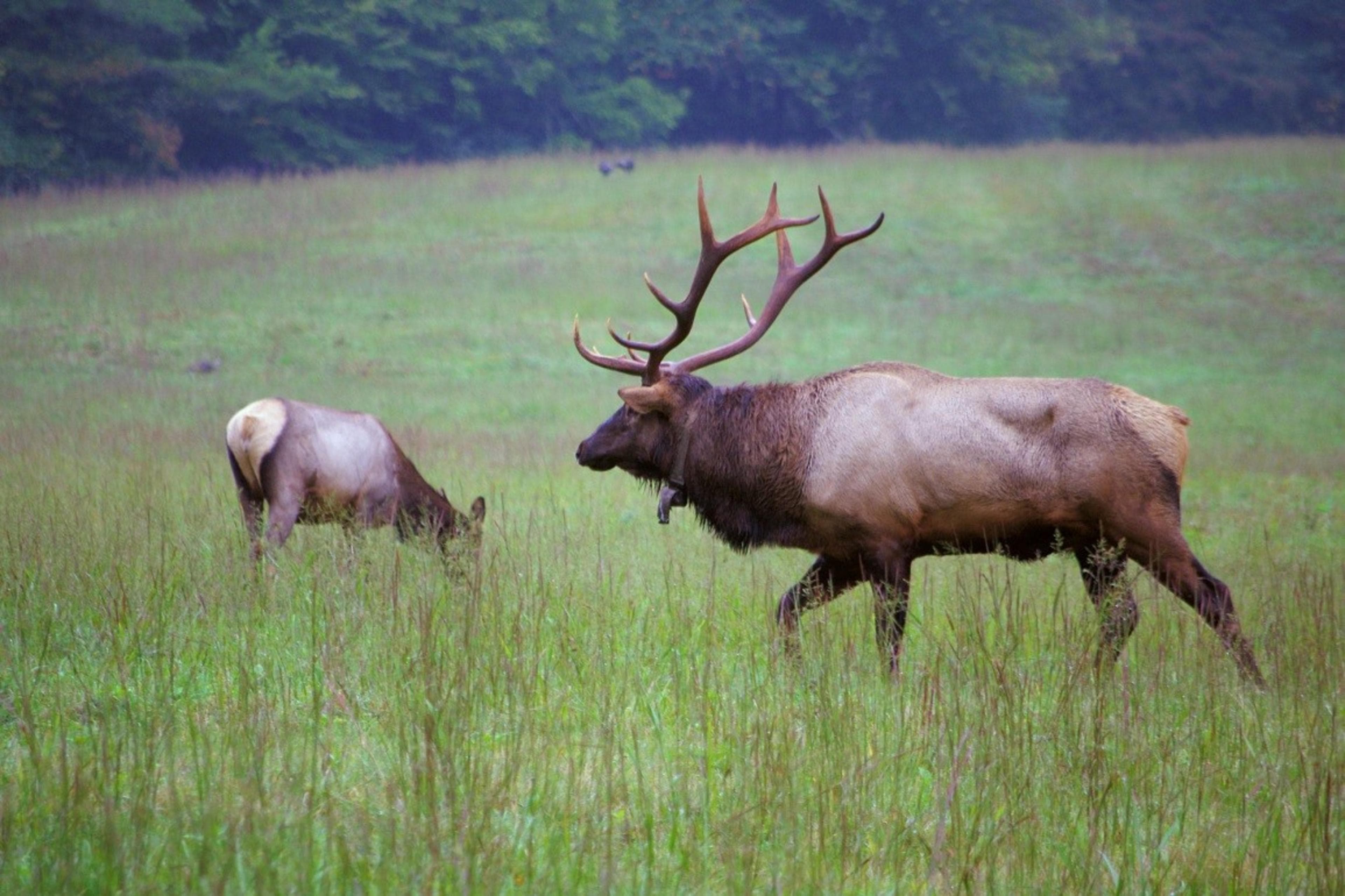 An Evening with the Elk Two elk graze in a field in Asheville