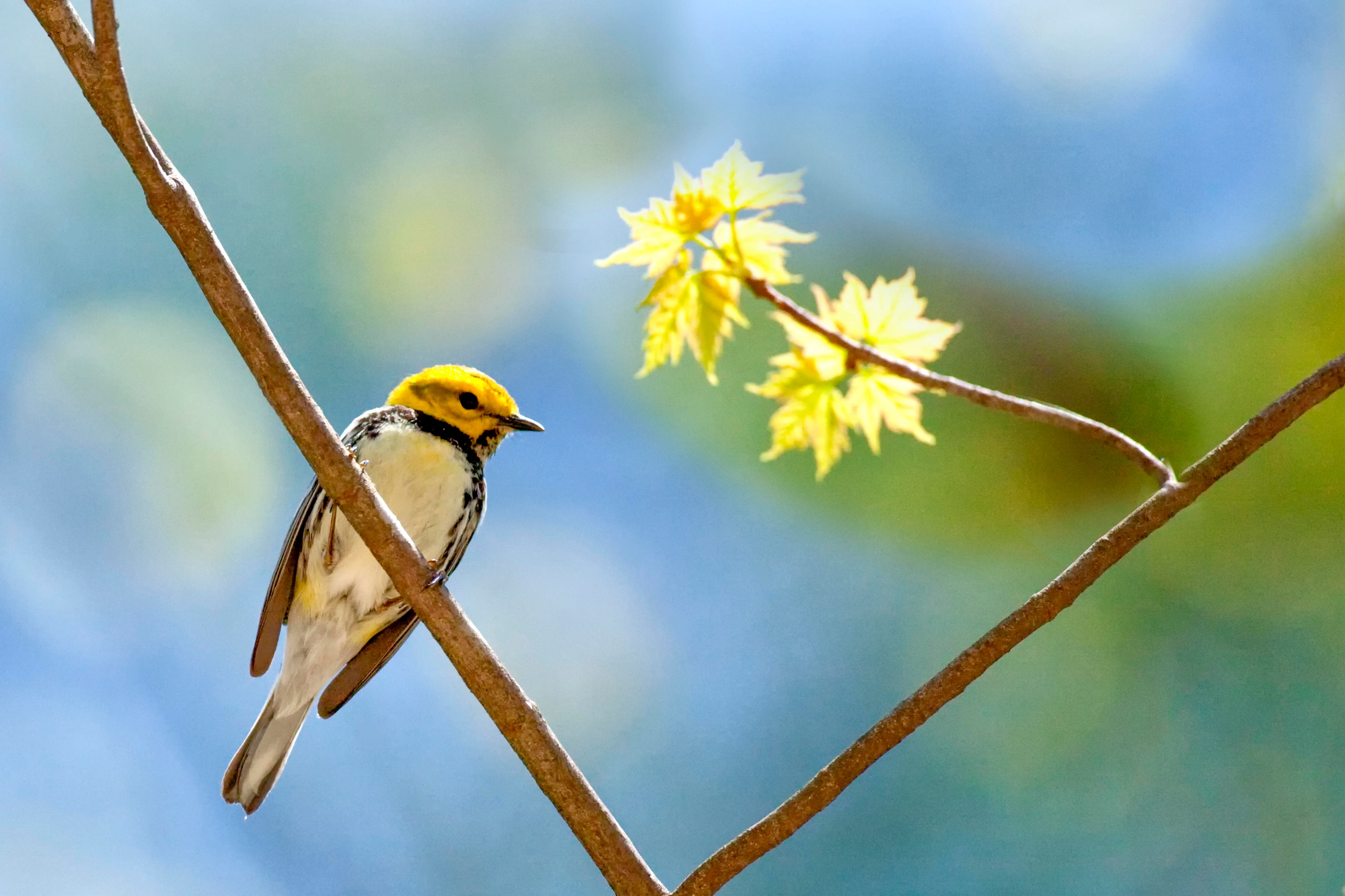 8 Places to Bird Watch in Asheville, NC 8 Places to Bird Watch in Asheville, NC