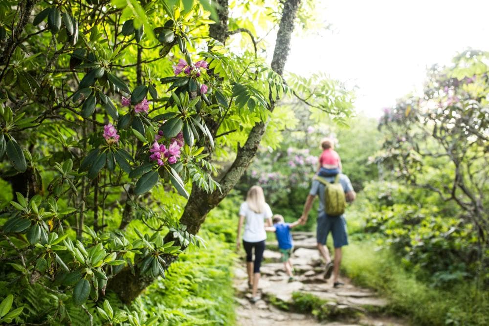 A family hikes on a lush trail near Asheville, NC A family hikes on a lush trail near Asheville, NC