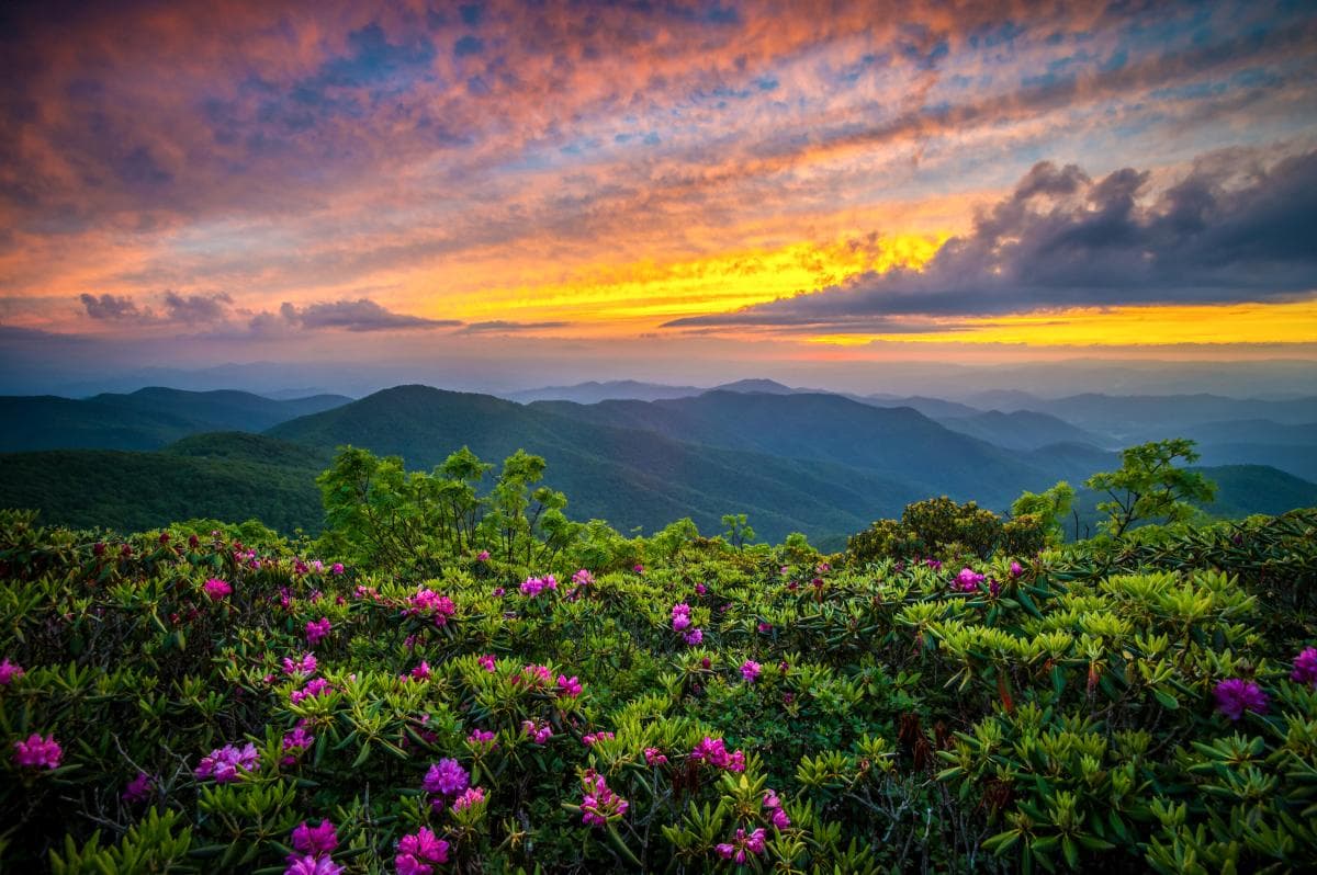 Sun setting over mountain vista with catawba rhodoendrons blooming in foreground Sun setting over mountain vista with catawba rhodoendrons blooming in foreground
