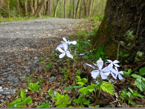 Wildflower on Oconaluftee River Trail Wildflower on Oconaluftee River Trail