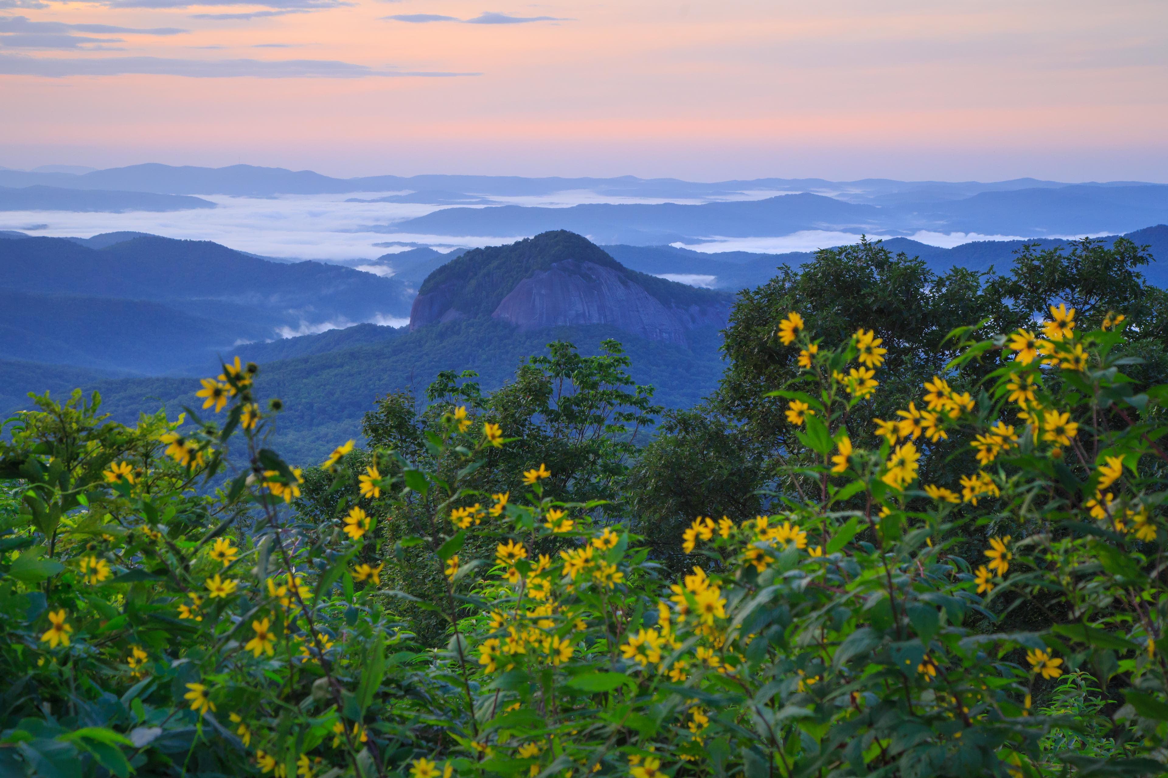 A far-off view of blue mountains from behind green bushes in Pisgah National Forest A far-off view of blue mountains from behind green bushes in Pisgah National Forest