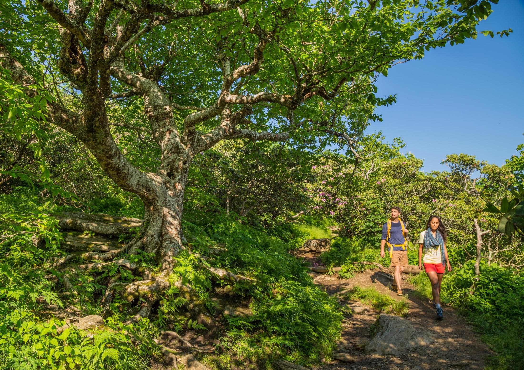 PR Contacts Two people hike on a trail through Craggy Gardens in Asheville