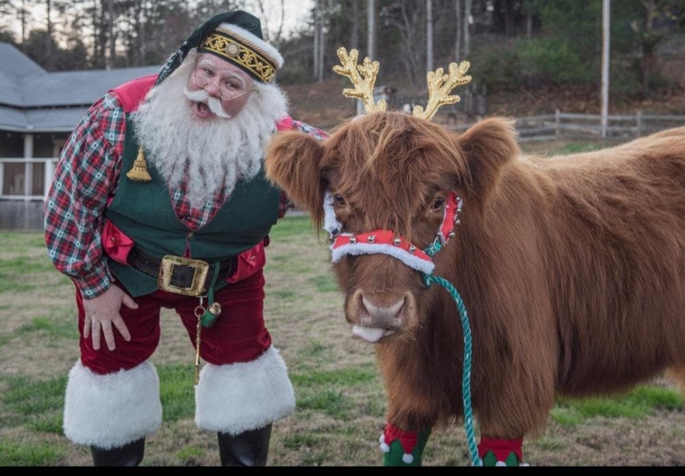 Santa petting cow dressed in costume Santa petting cow dressed in costume