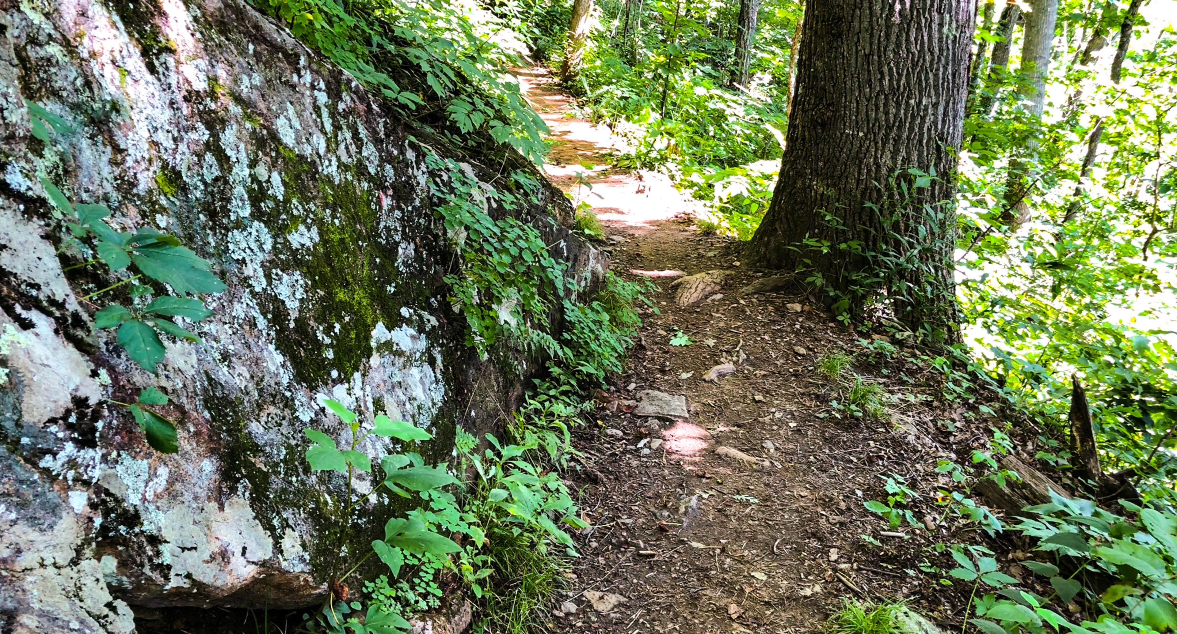 Mountains-To-Sea-Trail at Craven Gap A shaded patch of the Mountains to Sea Trail in Asheville