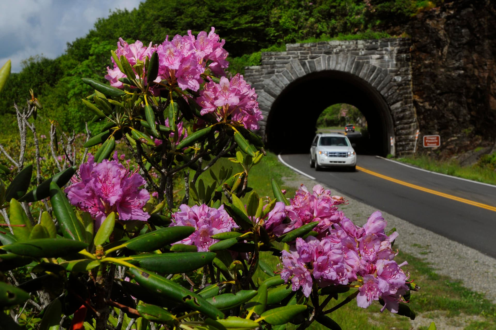 flowers bloom in the foreground, a car drives through an old tunnel along the Blue Ridge Parkway flowers bloom in the foreground, a car drives through an old tunnel along the Blue Ridge Parkway