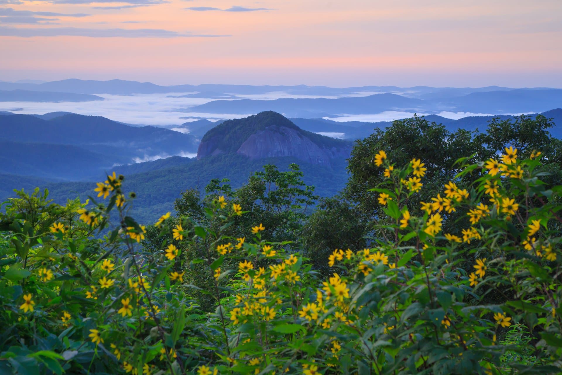 Pisgah National Forest Wildflowers