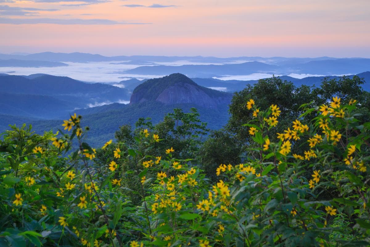 Asheville's Wildflower Bloom Schedule Looking Glass Rock with wildflowers