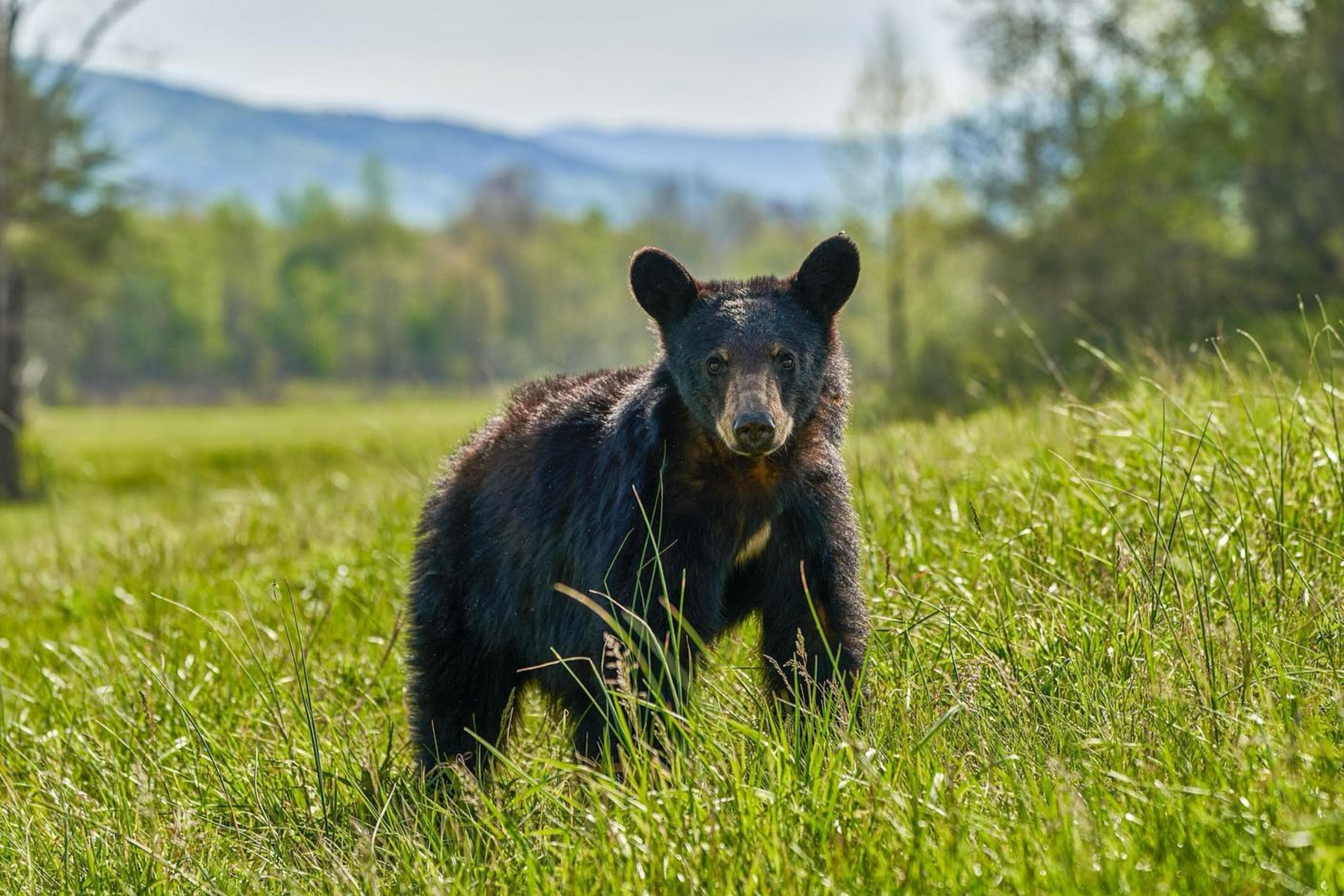 Wildlife Bear in Great Smoky Mountains National Park