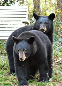 Bear Sightings Bear Sightings