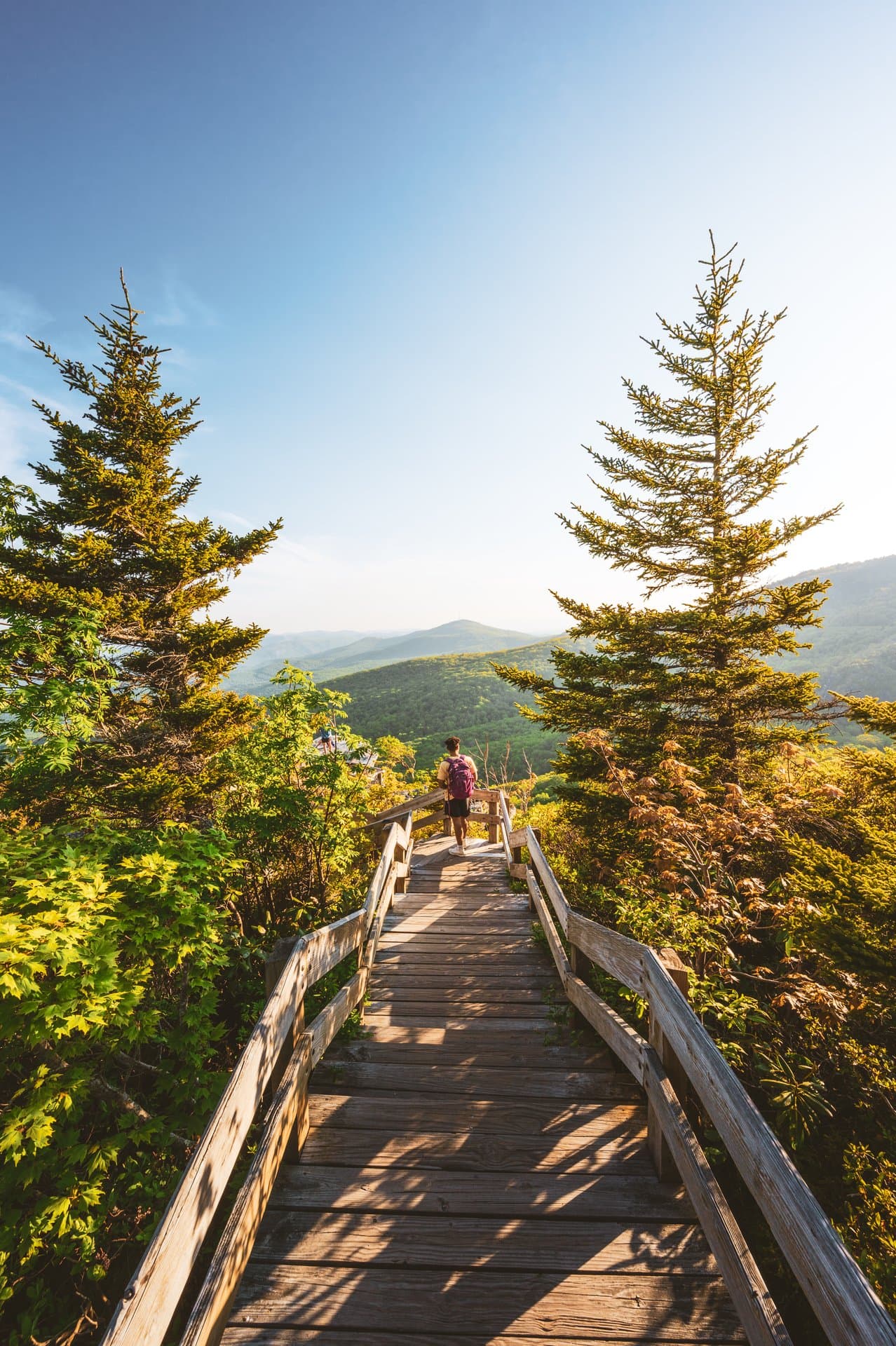 Rough Ridge Trail on the Blue Ridge Parkway in the Summer Rough Ridge Trail on the Blue Ridge Parkway in the Summer