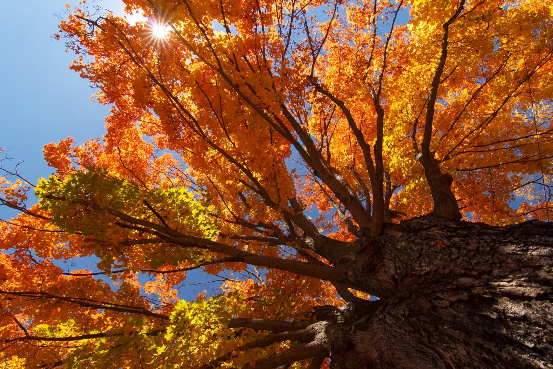 Tree in fall on the Blue Ridge Parkway / Photo: Jared Kay Tree in fall on the Blue Ridge Parkway / Photo: Jared Kay