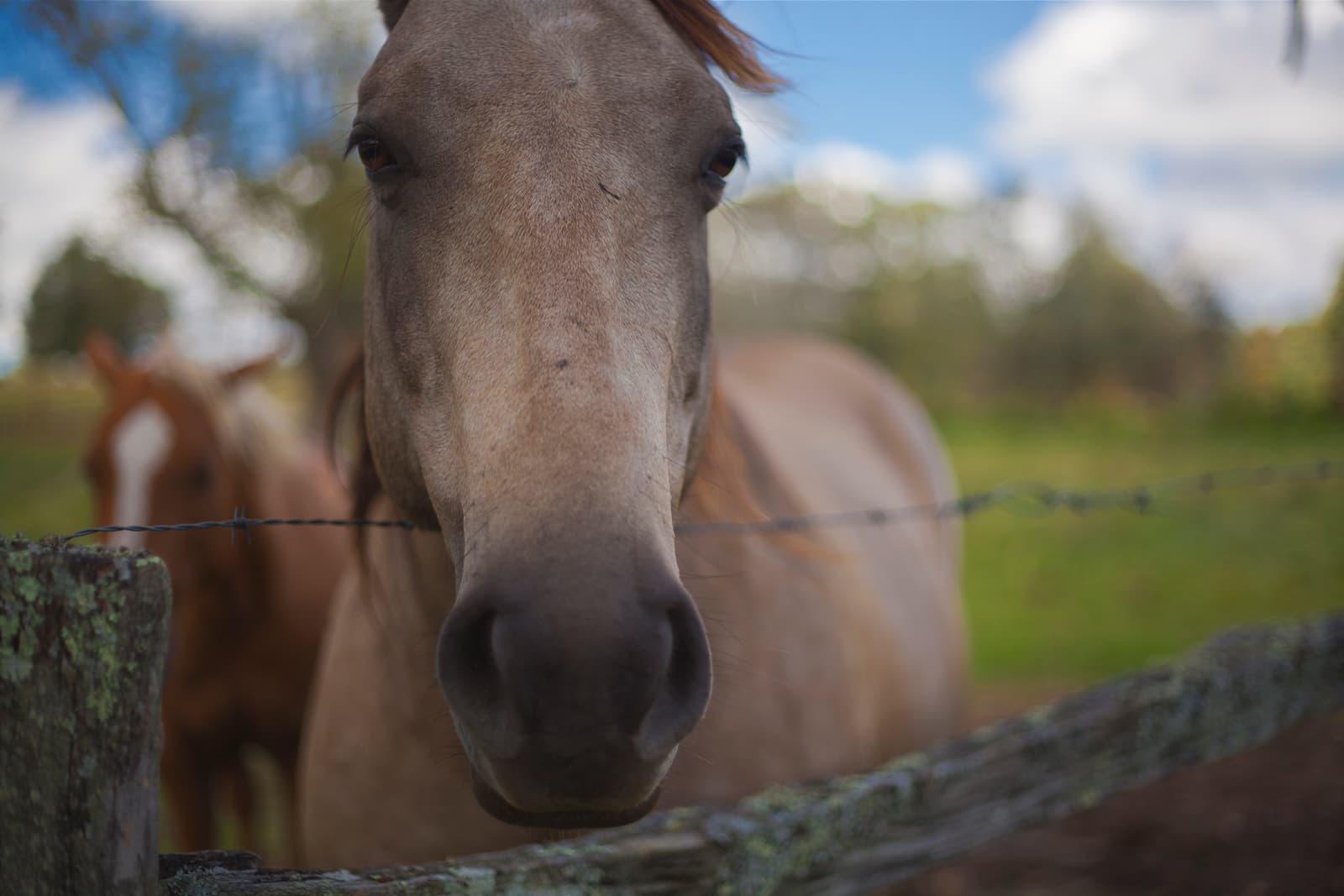 Horse at Taylor Ranch Horse at Taylor Ranch