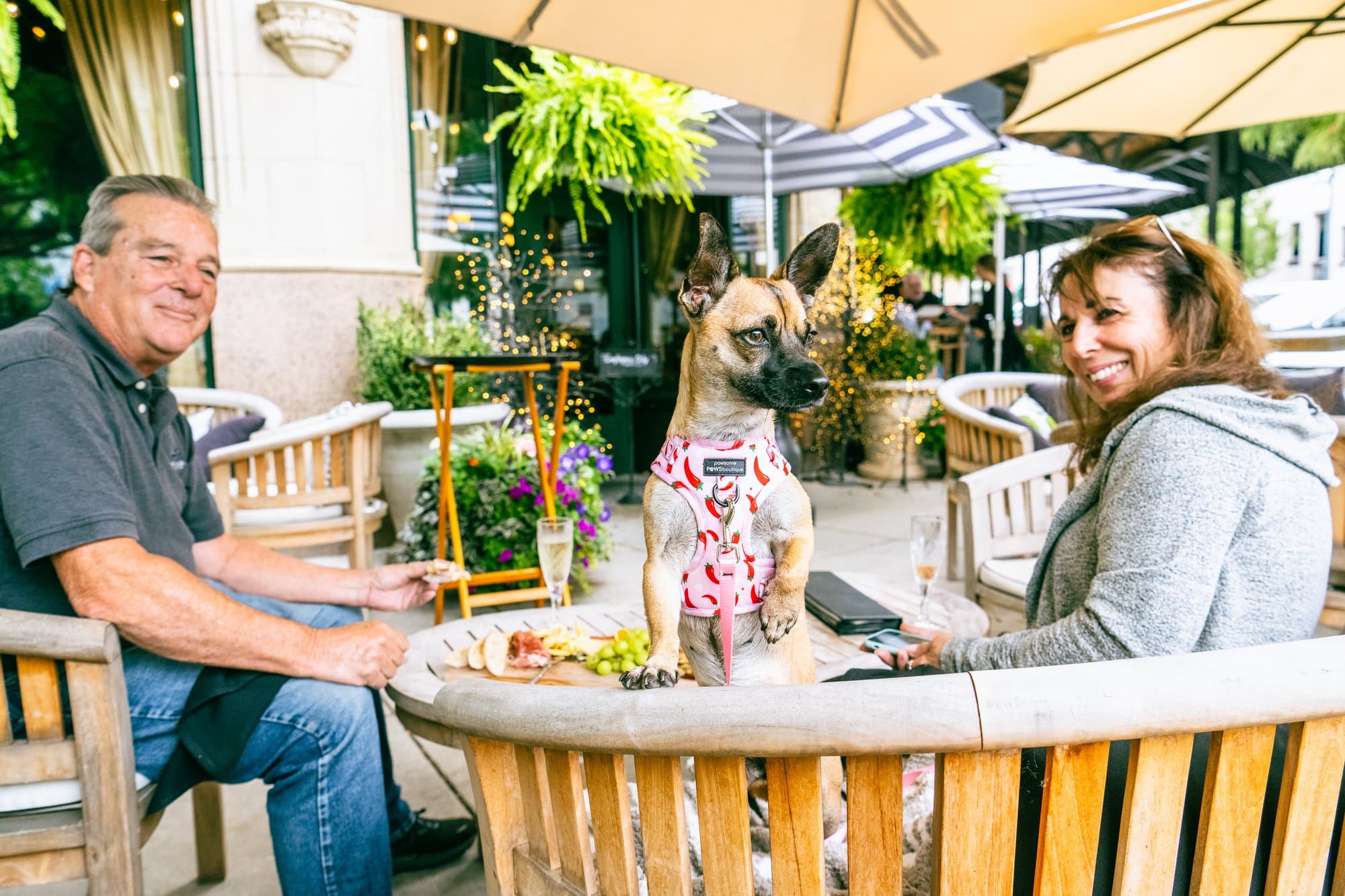 Tips For Visiting Asheville with a Dog Dog on the patio of Battery Park Book Exchange / Photo: Stephan Pruitt