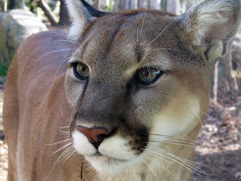 WNC Nature Center WNC Nature Center