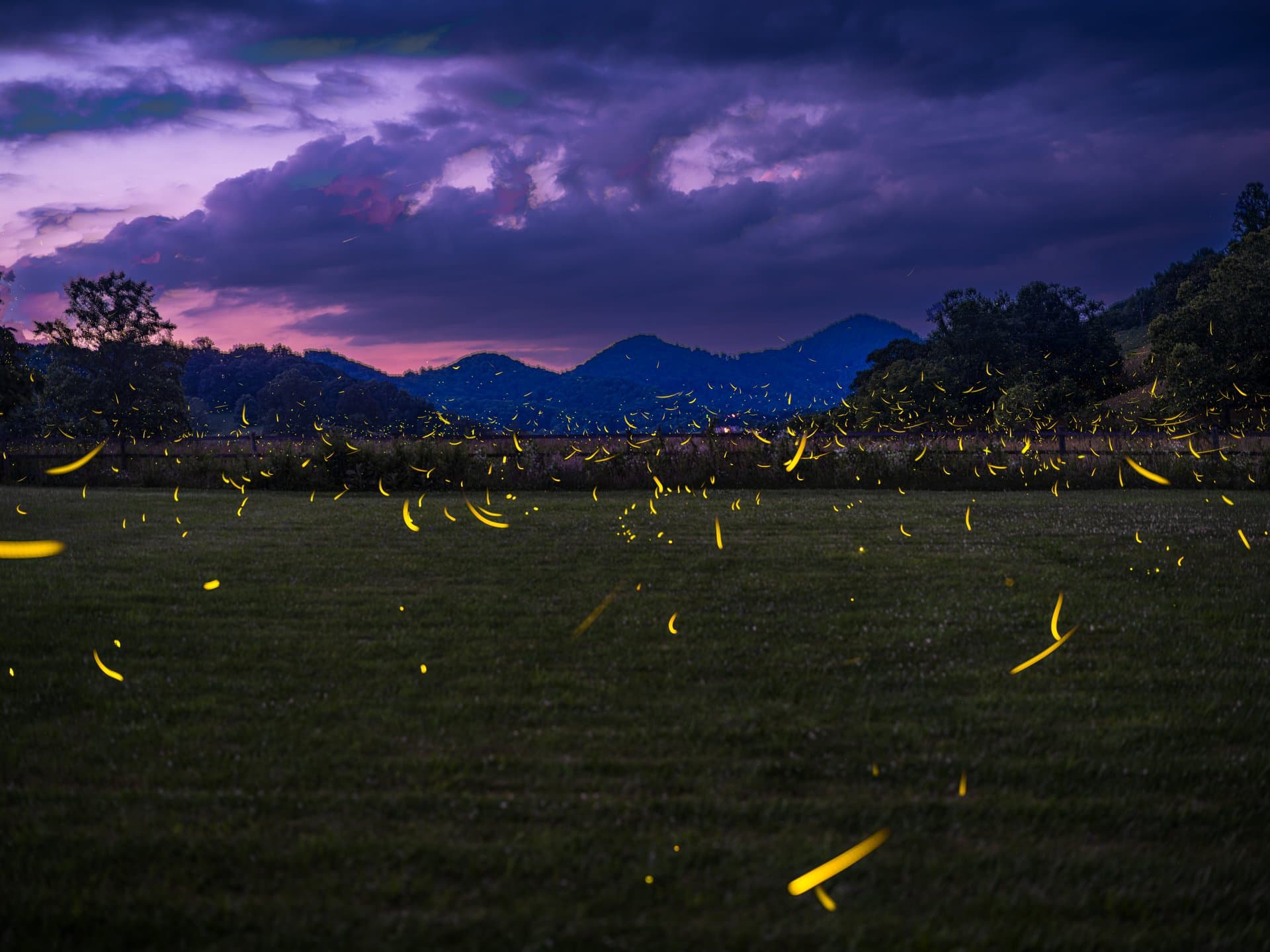 When and Where to See the Synchronous Fireflies Fireflies