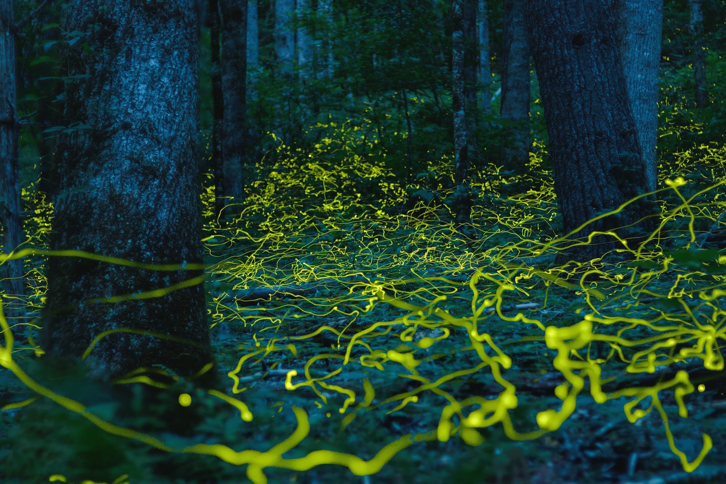 Blue Ghost Fireflies / Photo: Tim Reaves Blue Ghost Fireflies / Photo: Tim Reaves