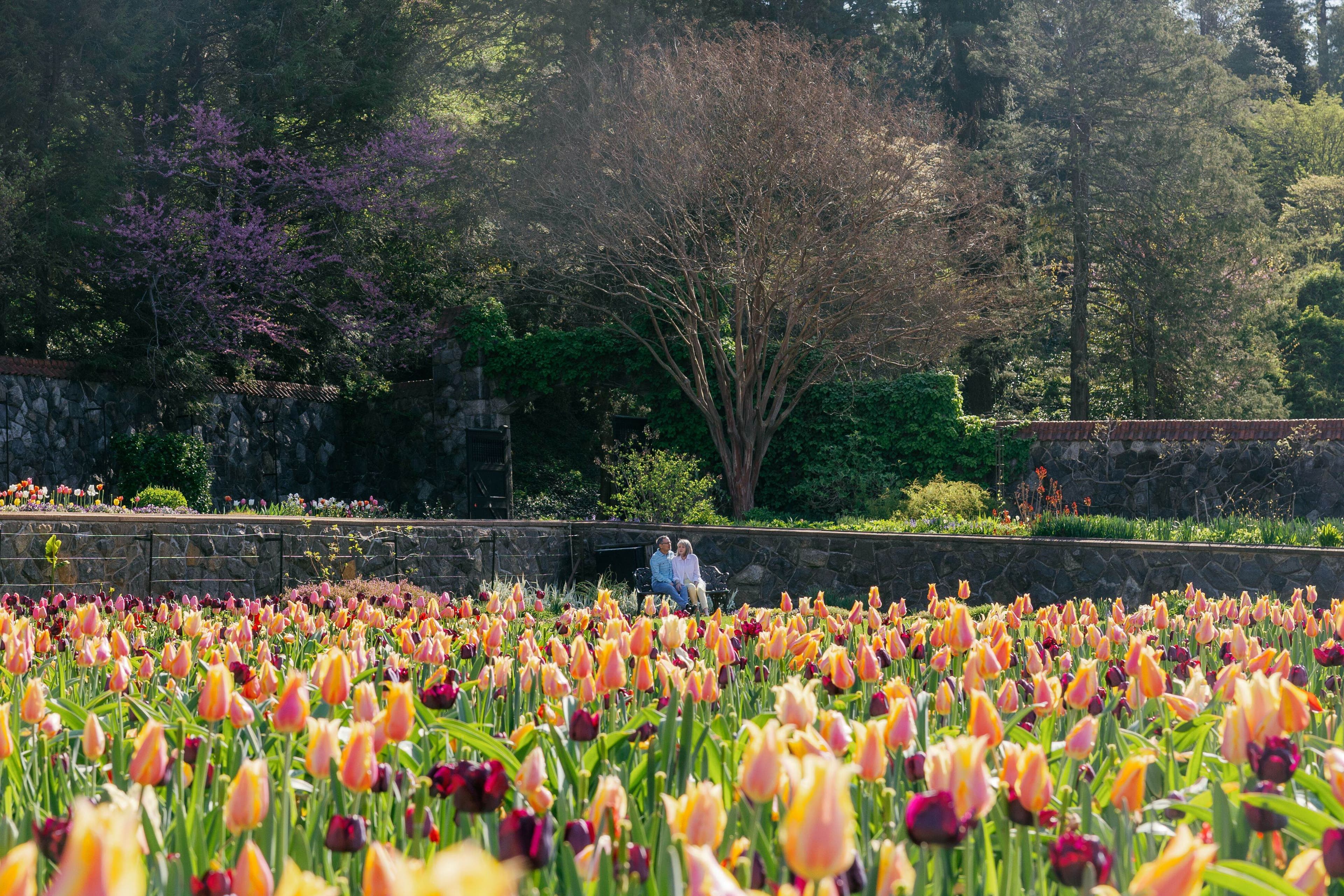 The Ultimate Guide to Spring at Biltmore Biltmore Gardens