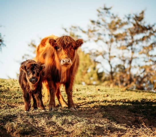 exploreasheville.com exploreasheville.com