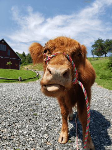 exploreasheville.com exploreasheville.com