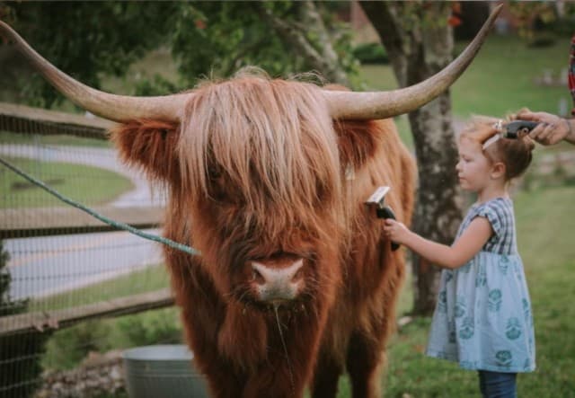 exploreasheville.com exploreasheville.com