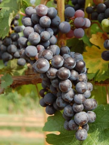 exploreasheville.com exploreasheville.com