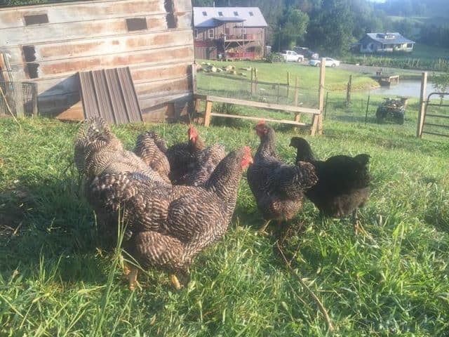 exploreasheville.com exploreasheville.com