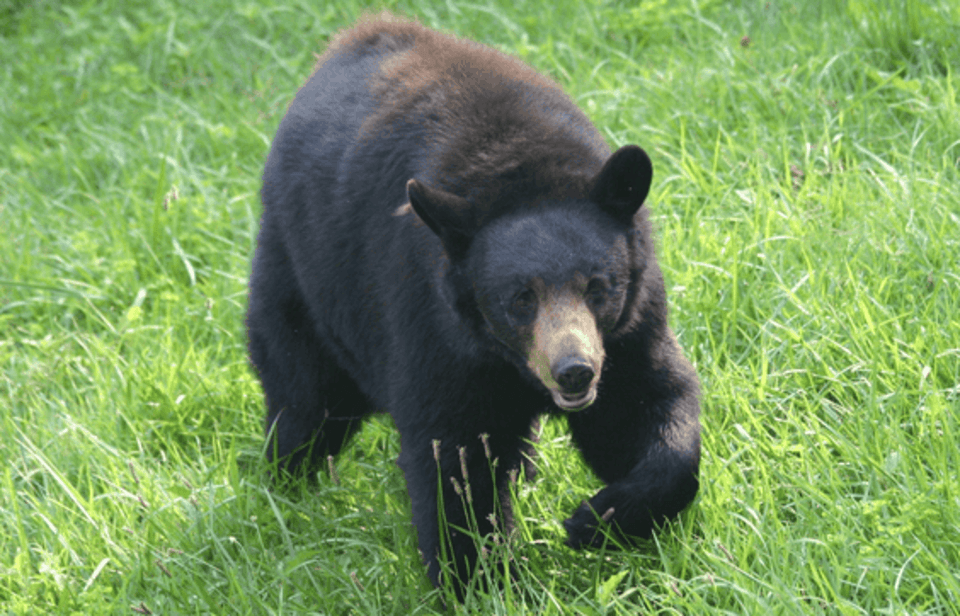 exploreasheville.com exploreasheville.com