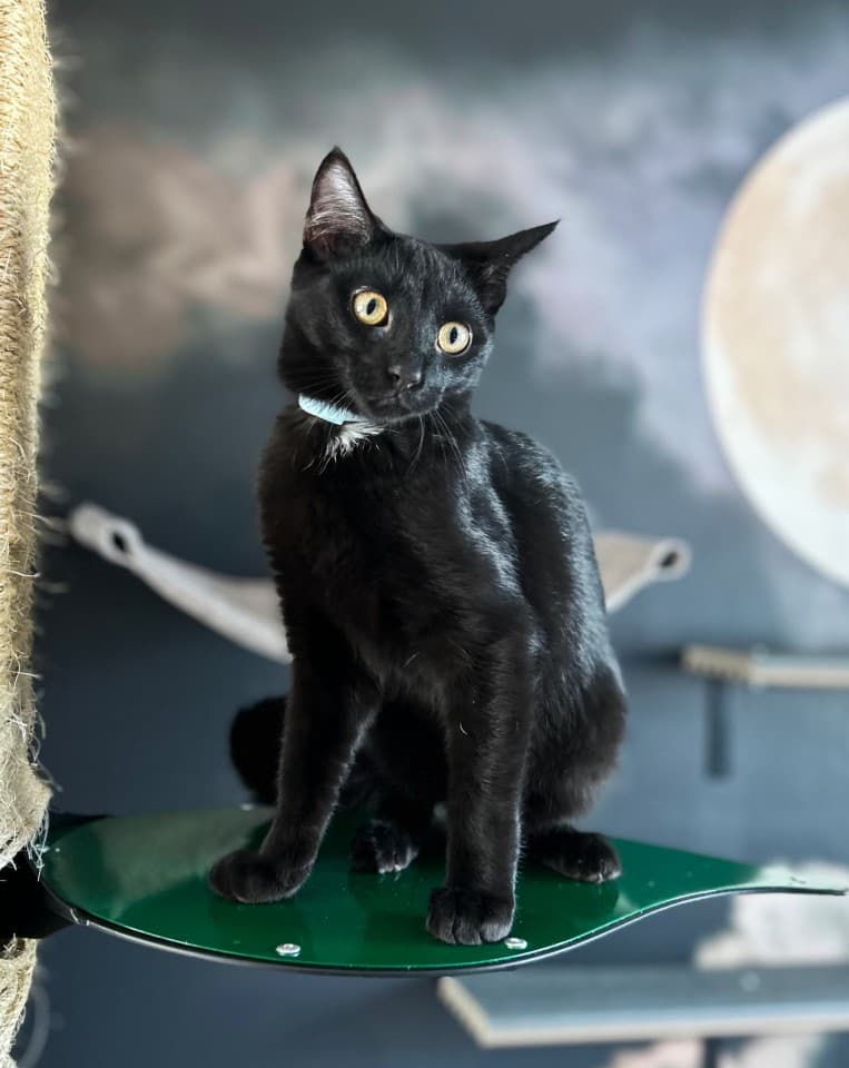 exploreasheville.com exploreasheville.com