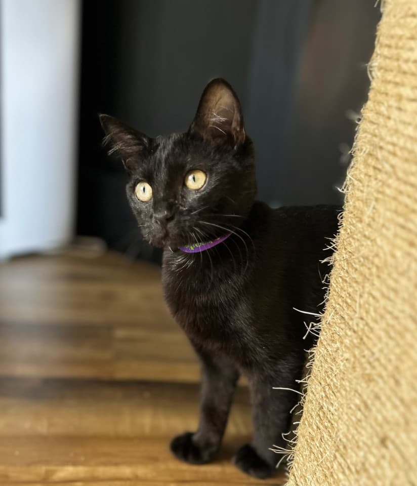 exploreasheville.com exploreasheville.com