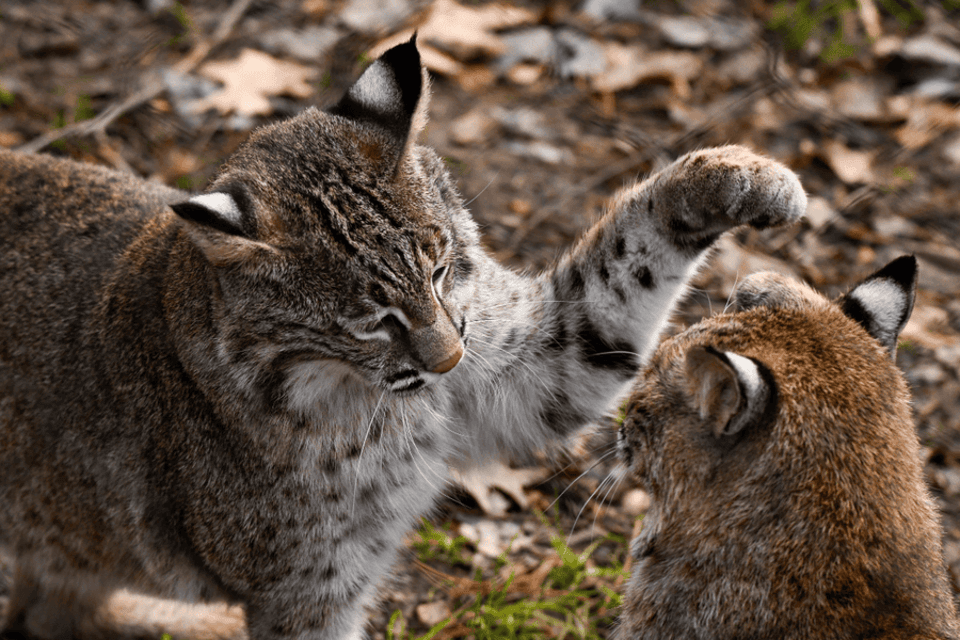 exploreasheville.com exploreasheville.com