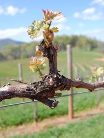 exploreasheville.com exploreasheville.com