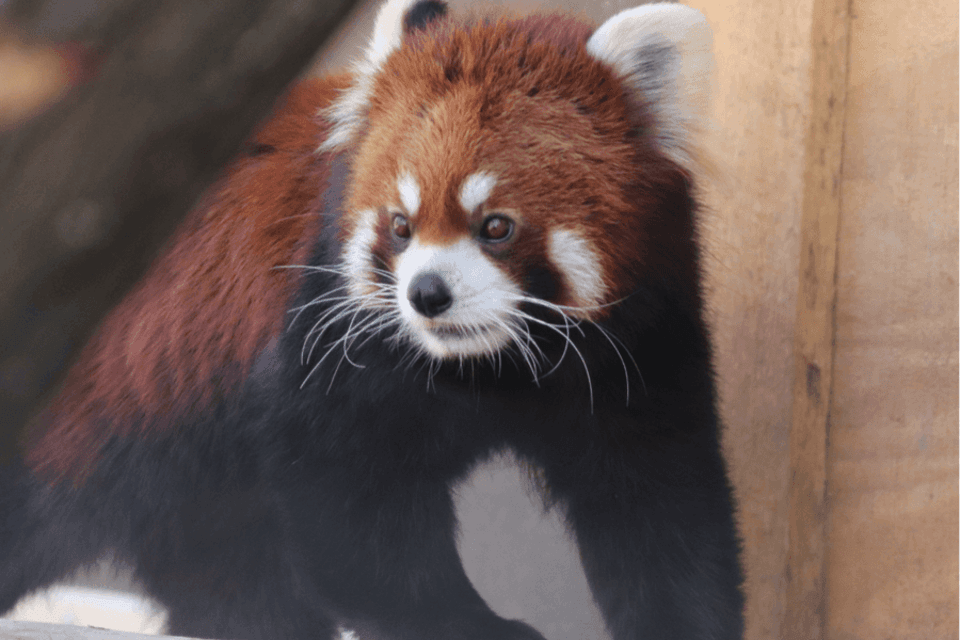 exploreasheville.com exploreasheville.com