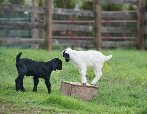 exploreasheville.com exploreasheville.com