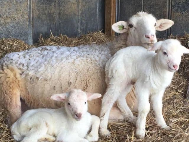 exploreasheville.com exploreasheville.com