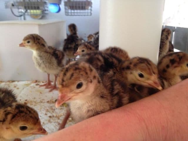 exploreasheville.com exploreasheville.com