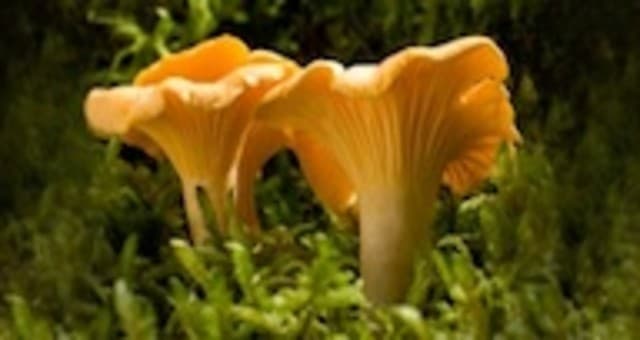 exploreasheville.com exploreasheville.com