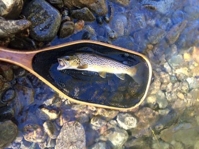 exploreasheville.com exploreasheville.com