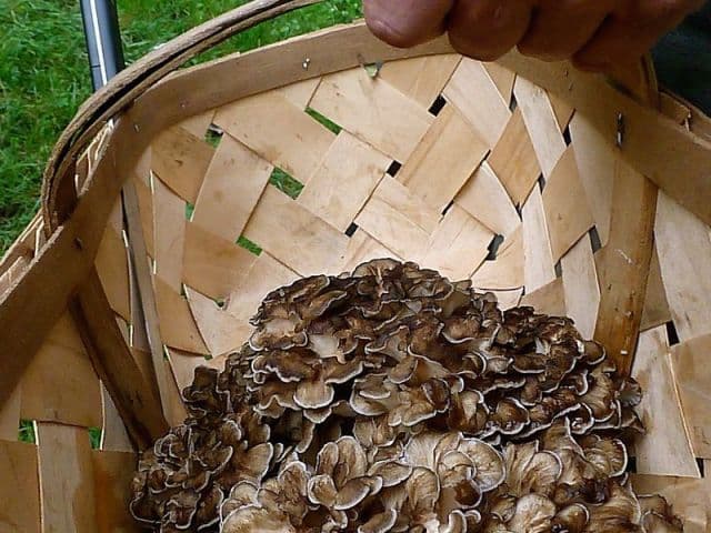 exploreasheville.com exploreasheville.com