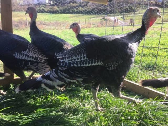 exploreasheville.com exploreasheville.com